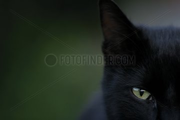 Porträt einer schwarzen Katze