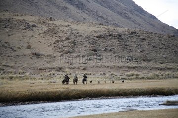 Kirgisische Ibex -Jäger mit Hunden kirgisischen