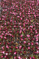 Begonia seedlings 'Senator' light pink  in a greenhouse  spring  Pas de Calais  France