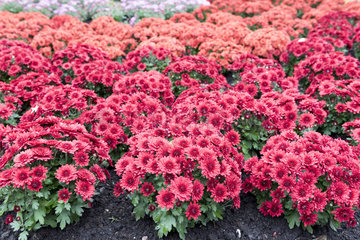 Chrysanthemums in bloom in a garden  autumn  Germany
