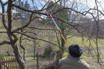 Pruning an apple tree in late winter  Moselle  France