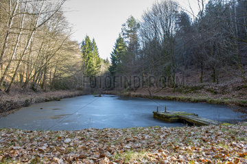 Frozen pond in a forest  winter  Moselle  France
