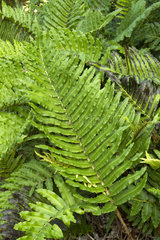 Chilean hard fern (Blechnum cordatum). Syn.: Blechnum chilense