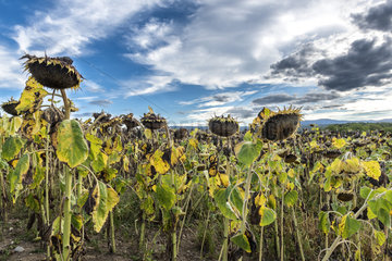 Field of sunflowers faded before harvest  summer  Alsace  France