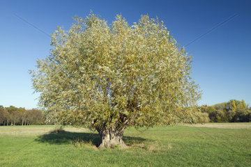 White willow (Salix alba) in Alsace  France