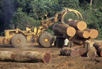 Loading of a logging truck on a forest site in virgin forest
