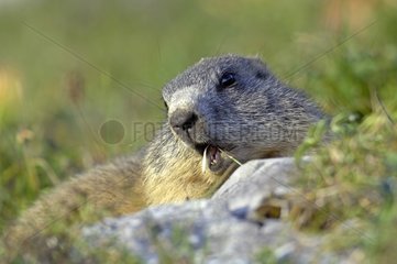 Portrait of an Alpine Marmot eating Chasseral Switzerland