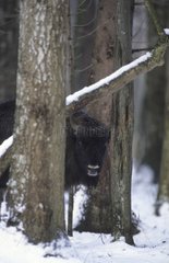 Young Bison of Europe in snow in Poland