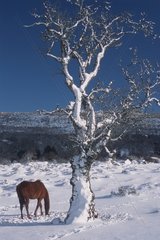 Horse and tree in a snow-covered meadow Sardinia Italia