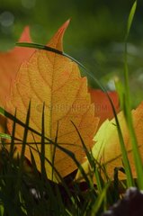 Leaves in a garden in autumn