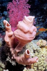 Sponge and Soft Coral Red sea Sudan