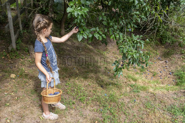 Girl picking 'Stanley' plums  summer  Alsace  France