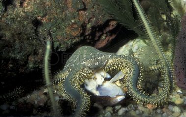 Brittle star eating a mussel France
