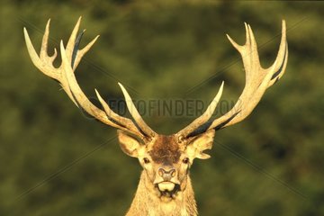 Red Deer drying itself after a mud bath