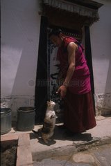 Chat de gouttière jouant avec un moine Tibet