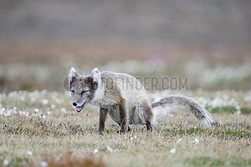 Arctic Fox seeking carrion or other food source