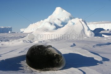 Weddell seal sleeping on the ice floe Adelie Land