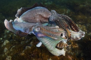 Two Giant Australian Cuttlefishes males South Australia