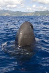 Sperm whale with its head out of water Caribbean