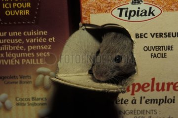 Graue Maus versteckt in einer Packung Breadcrumbs Frankreich