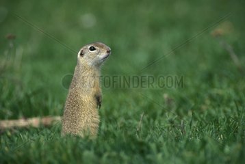 European ground squirrel standing in a lawn in Bulgaria