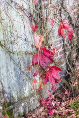 Virginia creeper (Parthenocissus quinquefolia) on the wall of a house  autumn  Lorraine  France