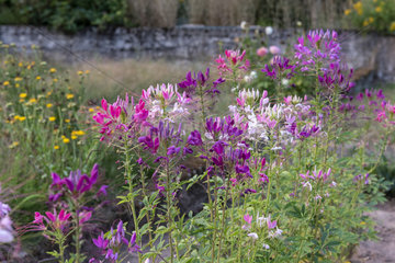 Cleome pink queen in a garden  summer  Moselle  France