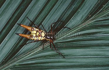 Araignée Micrathena sur une feuille en forêt Nicaragua