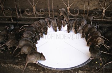 Heilige Ratten trinken Milchtempel von Karni Mata Indien