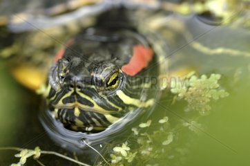 Portrait of a Red-eared Pond Slider in water