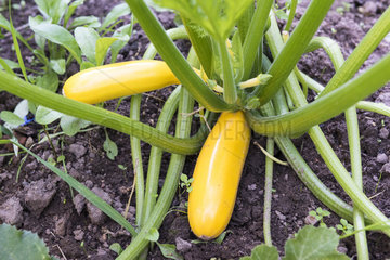 Zucchini 'golden rush' in a kitchen garden  summer  Pas de Calais  France