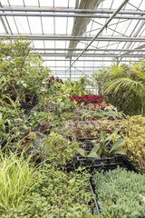 Greenhouse of exotic plants  spring  Pas de Calais  France