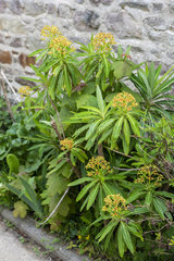 Euphorbia mellifera in a garden  spring  Cotentin  France