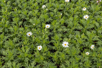 Marguerite Daisy (Argyranthemum frutescens) Pure White Butterfly  in a greenhouse  spring  Pas de Calais  France