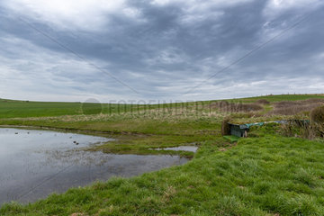 Hunting hut on a stretch of water  spring  Pas de Calais  France