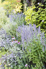 Mixed-border composed of sage  mint and echinacea  summer  Moselle  France
