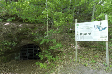 Cave reserved for the protection of bats in the forest of Baerenthal  spring  Moselle  France