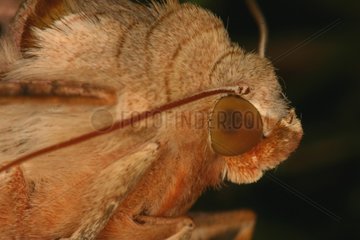 Close up of a Angleshade moth Sieuras Ariège France