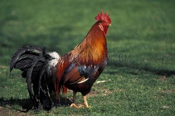 Golden Cock Leghorn going in grass