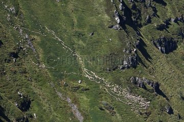 Schafherde in den Bergen Auvergne Frankreich
