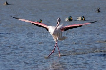 Pink Flamingo wird posiert [at]