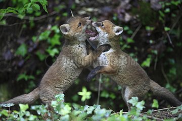 Fox cubs playing out of the burrow Yonne France