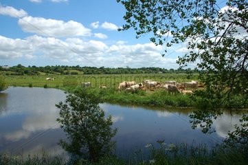 Herd of Cows in the Marais du Cotentin Normandy