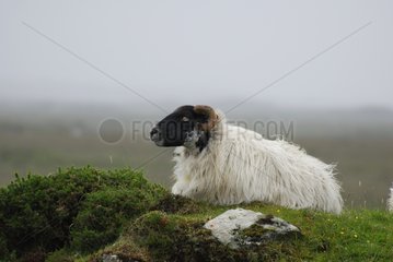 Shetland Sheep Connemara Ireland