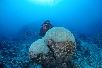 Diver and Coral Pass Nepoui New Caledonia