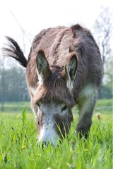 Donkey grazing in a meadow Lorraine France