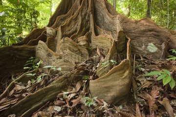 Buttress roots Corcovado Costa Rica