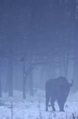 European bison in the fog in winter Bialowieza Poland