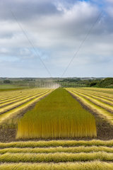 Weeding and drying the stems of flax in a field  summer  Sangatte  France