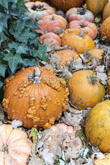 Pumpkins 'Galeux d'Eysines' in a garden  autumn  Germany